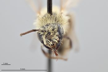 Media type: image;   Entomology 770431 Aspect: head frontal view